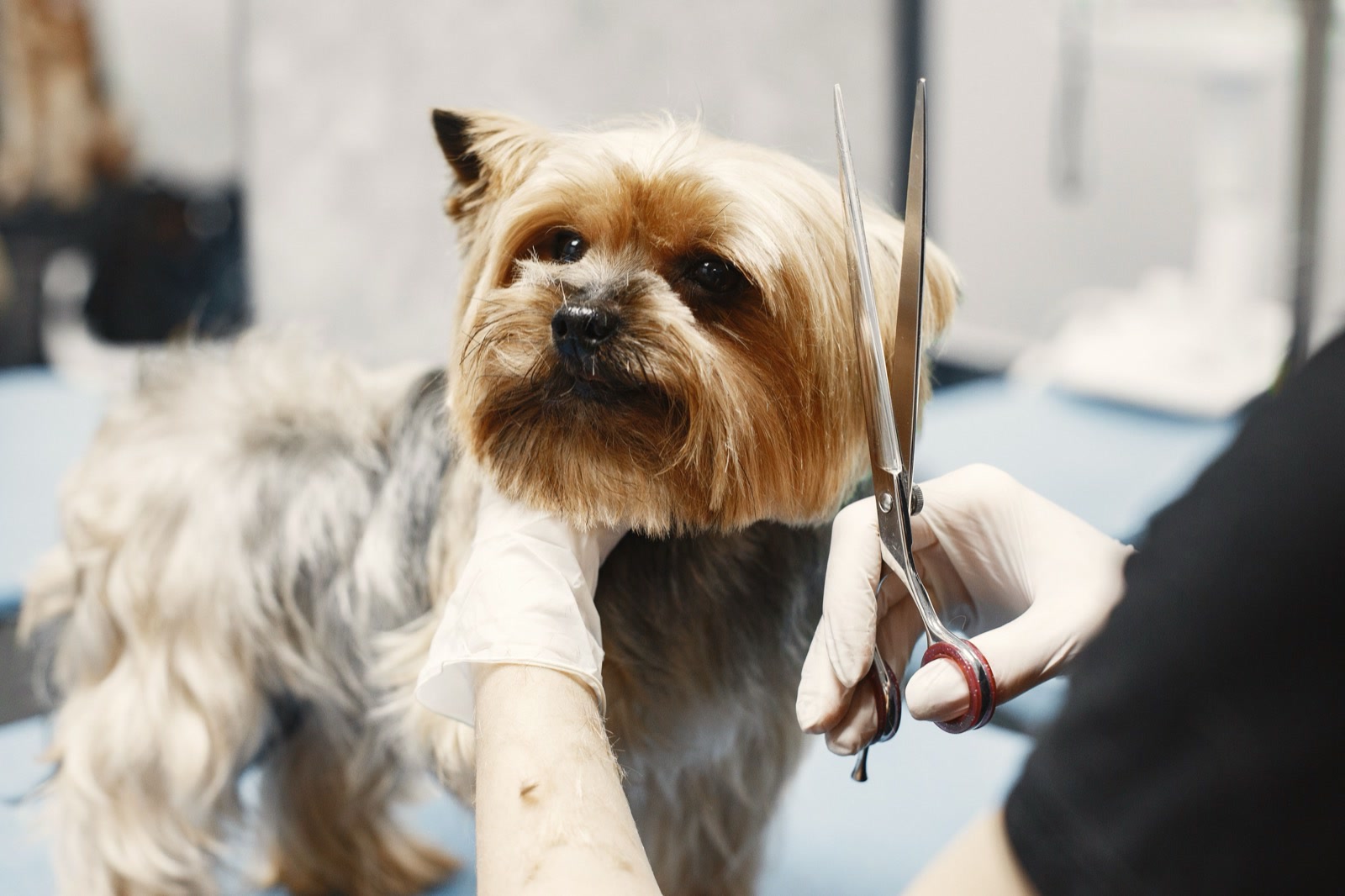 A small terrier standing on a grooming table while gloved hands hold its chin and a pair of scissors beside its face